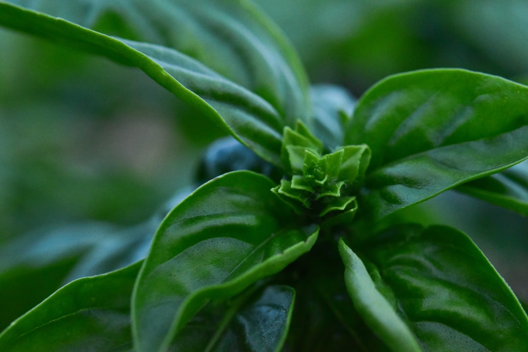 Discover the Culinary Charm: The Benefits of Cooking with Fresh Herbs